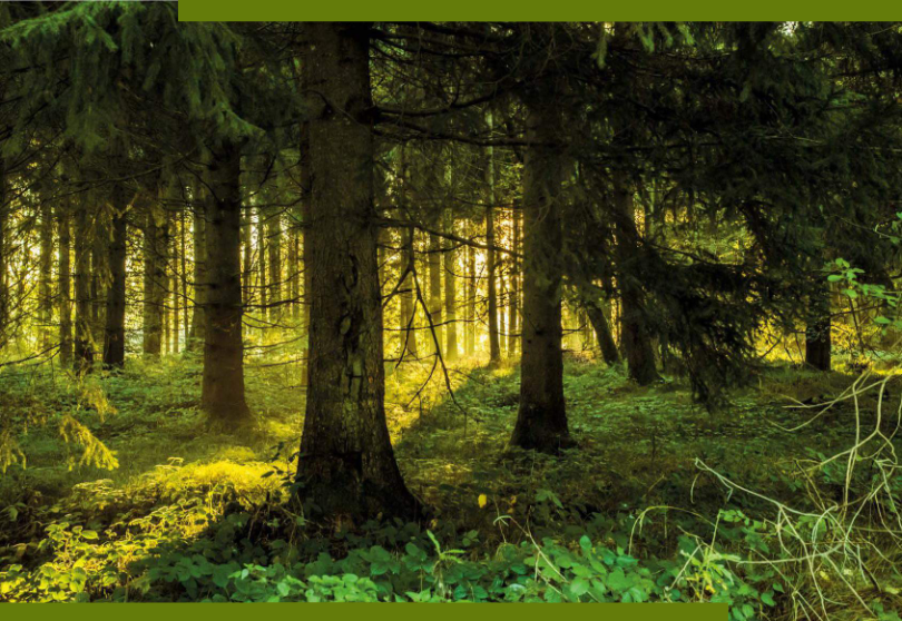 Massif forestier détenu par Foncière Forestière