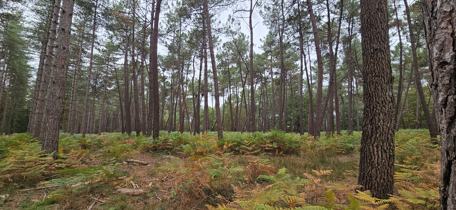 La Forêt de la Salmonière