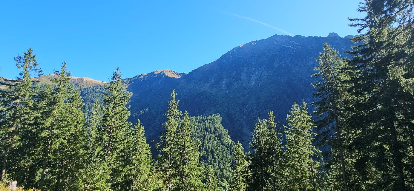 la Forêt du Veyton