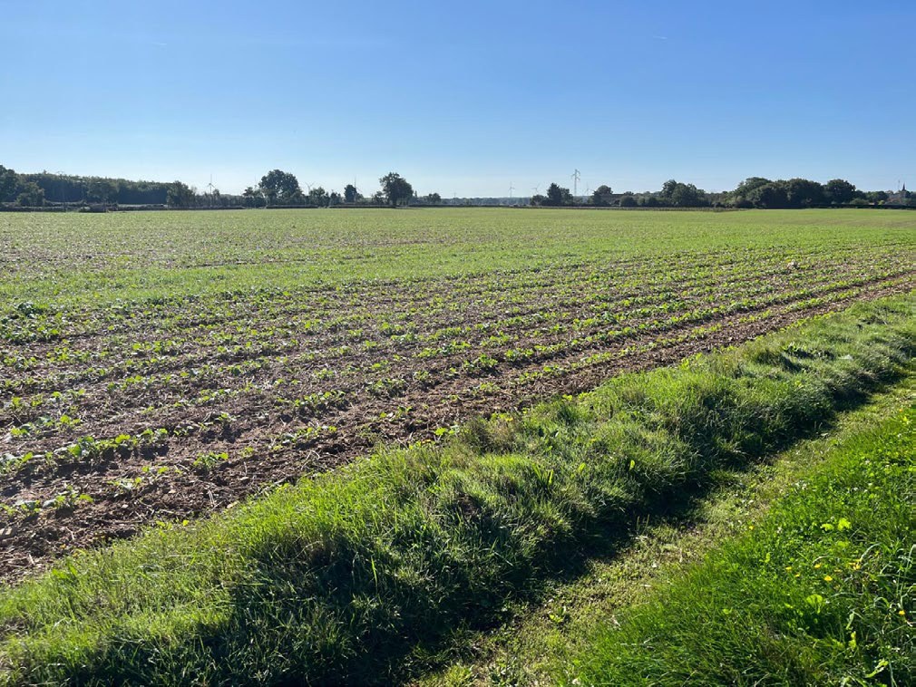 Champ de terres de labour aux jeunes semis, sous un ciel bleu, sur l'ensemble acquis dans la Vienne
