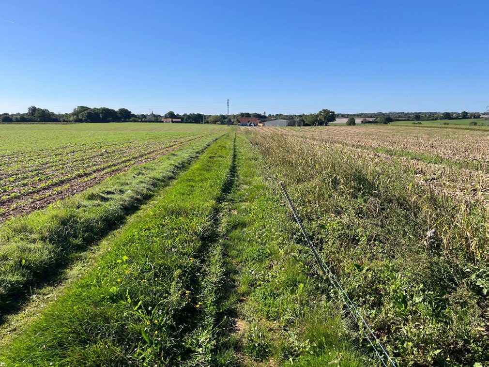 Chemin enherbé entre deux parcelles de l'ensemble acquis dans la Vienne